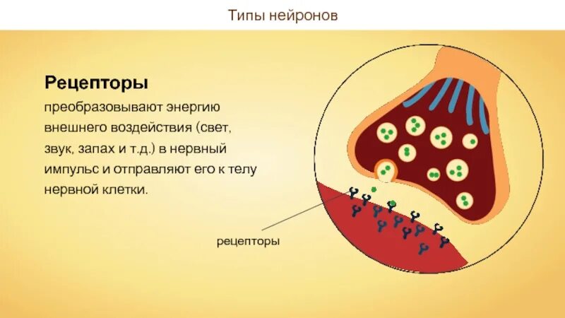 Рецепторы нейронов. Рецепторы нервных клеток. Рецепторы-Нейроны расположены. Типы нейронов и рецепторов.