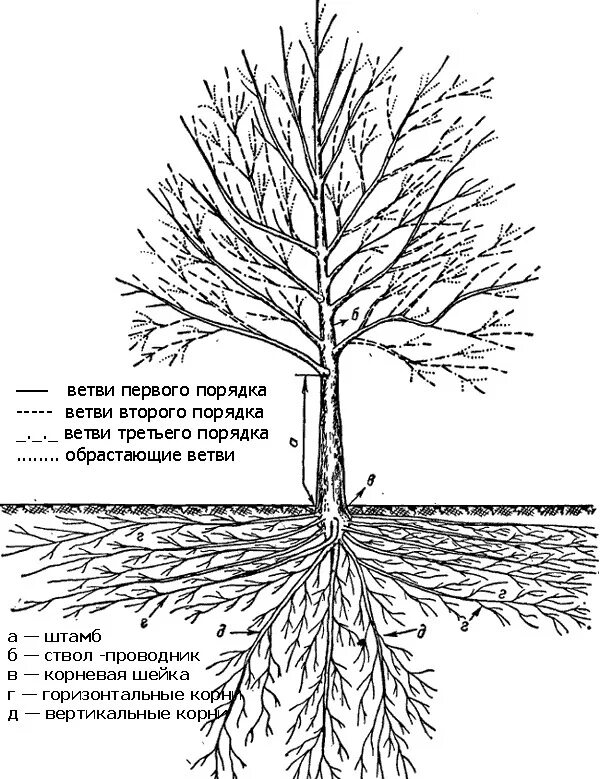 3 корня 1 ствол. Корневая система каштана. Строение плодового дерева и его частей. Каштан корневая система глубина. Крона штамб корневая шейка.