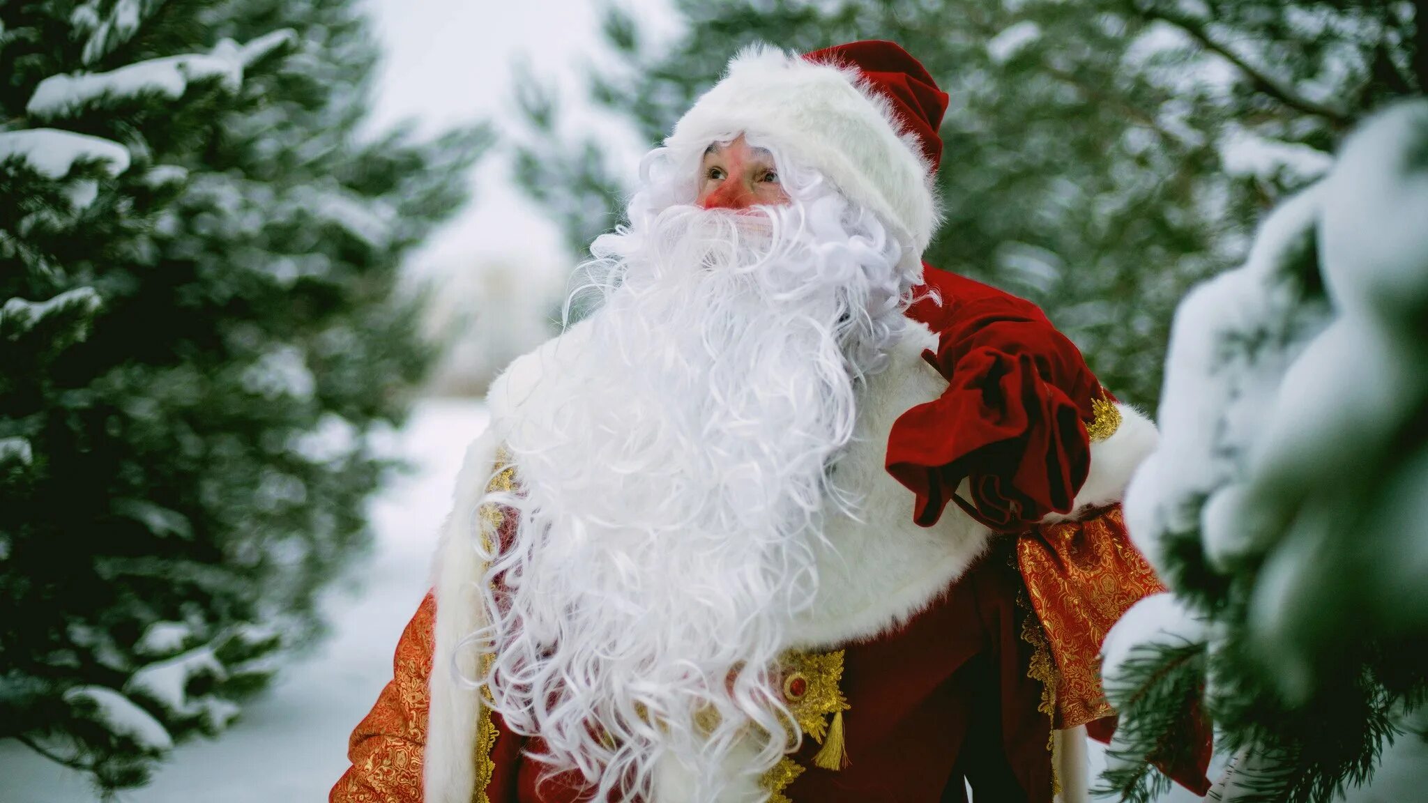 Красивые дед мороз. Дед Мороз. Русский дед Мороз. Дед Мороз в лесу. Красивый дед Мороз.