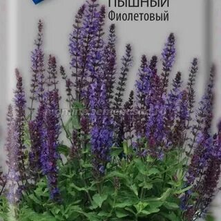 Шалфей дубравный семена