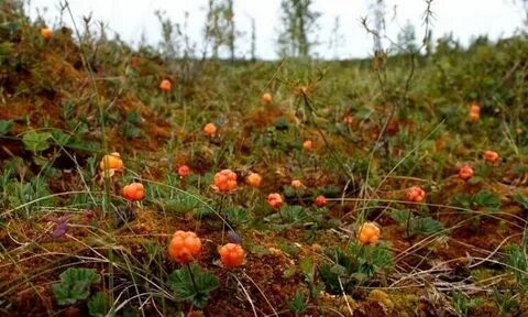 Морошка где природная зона