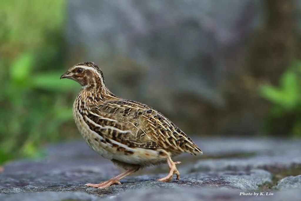 Перепел гнездовое. Перепел обыкновенный coturnix coturnix. перепел обыкновенный , перепёлка (coturnix coturnix). coturnix japonica. зубчатоклювые куропатки.