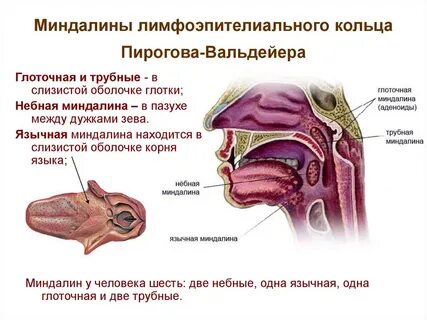 Лимфатические узелки небных миндалин