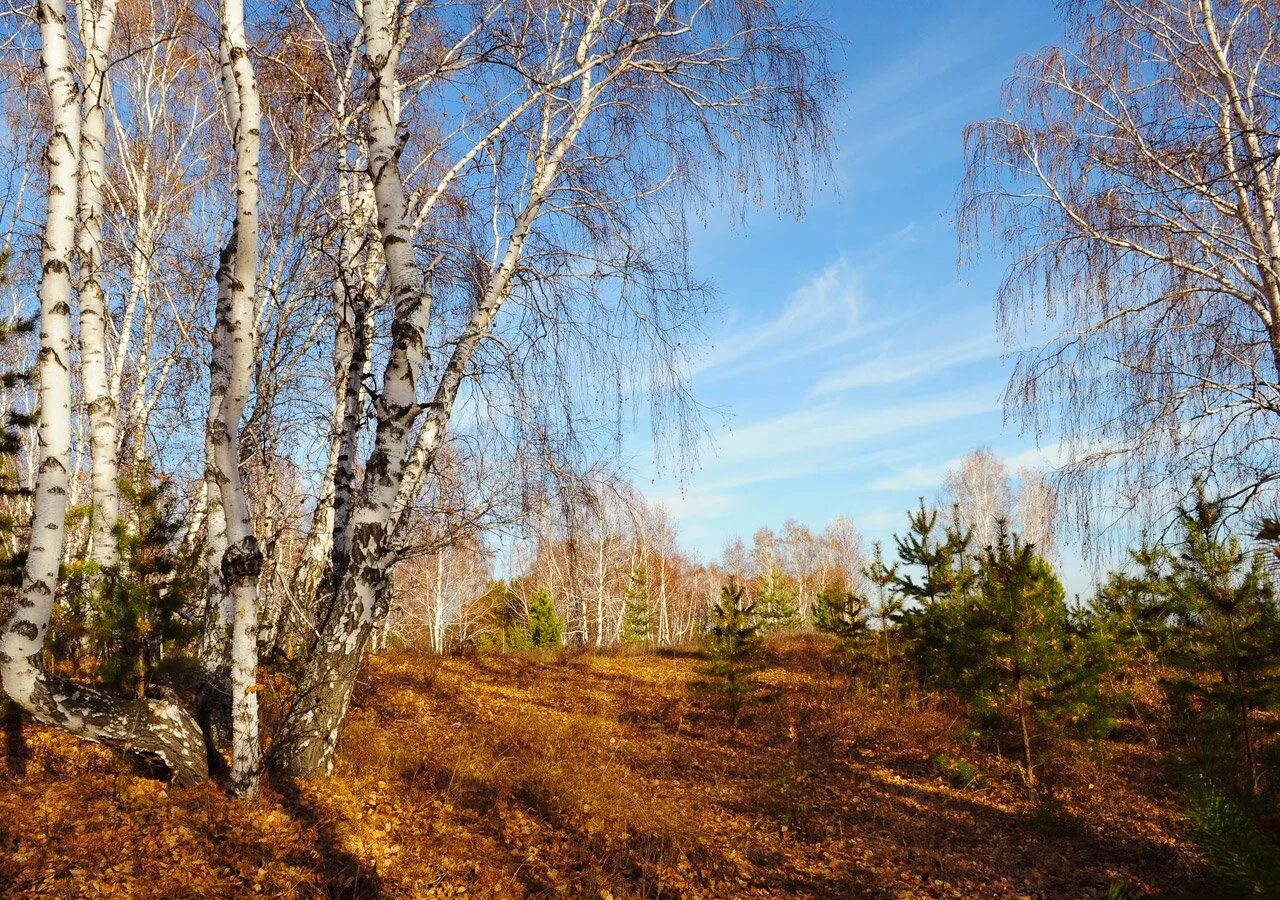 Русская природа. Осенняя береза. Береза поздней осенью. Весенний пейзаж.