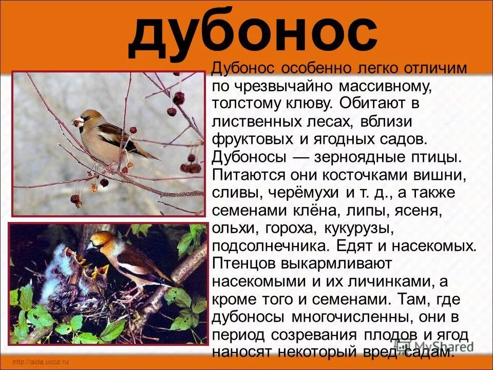 Клюв дубоноса. Клюв дубоноса приспособительные черты. Дубонос полосатый. Зяблик дубонос. Обыкновенный дубонос где обитает.