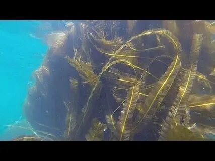 Водоросли разбор