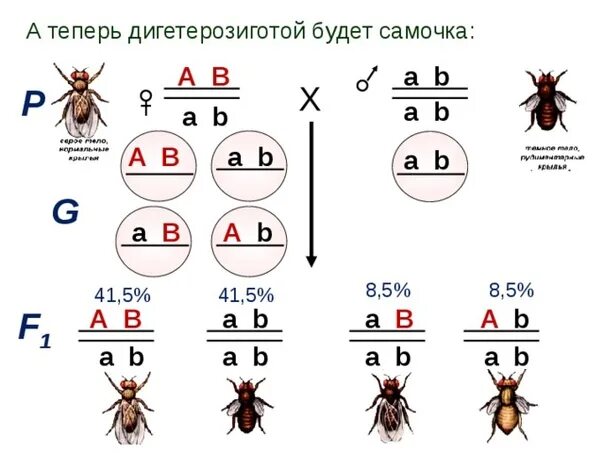 Сцепленное наследование опыты Моргана. Сцепленное наследование у дрозофилы опыты Моргана. Сцепленное наследование (полное и неполное сцепление. Морган закон сцепленного наследования опыты.