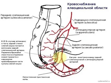 Верхняя прямокишечная артерия