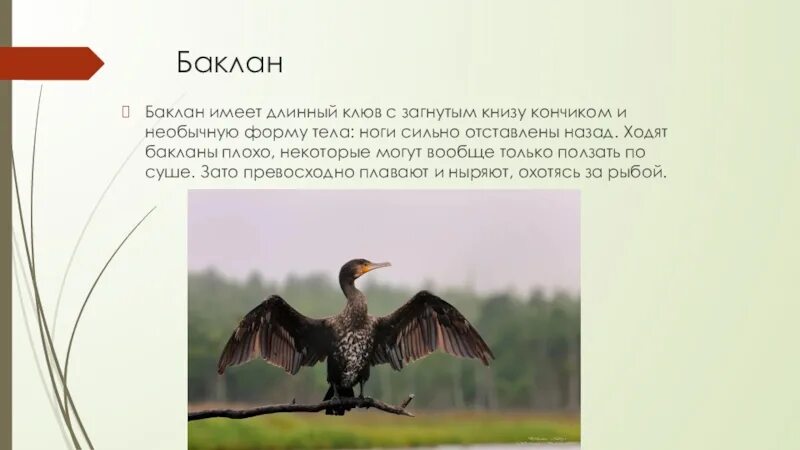 Стеллеров баклан с кратким описанием. Черноморский белый баклан. Большой баклан описание. Большой баклан птица. Бакланы описание.