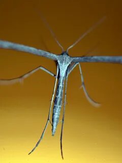 Emmelina monodactyla