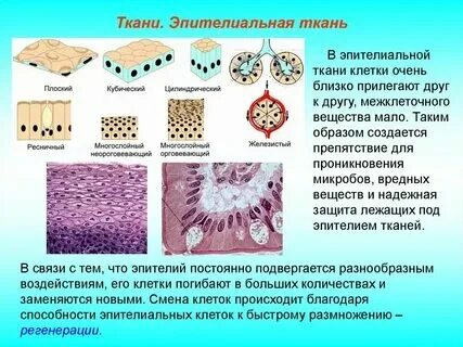 Какие ткани целые