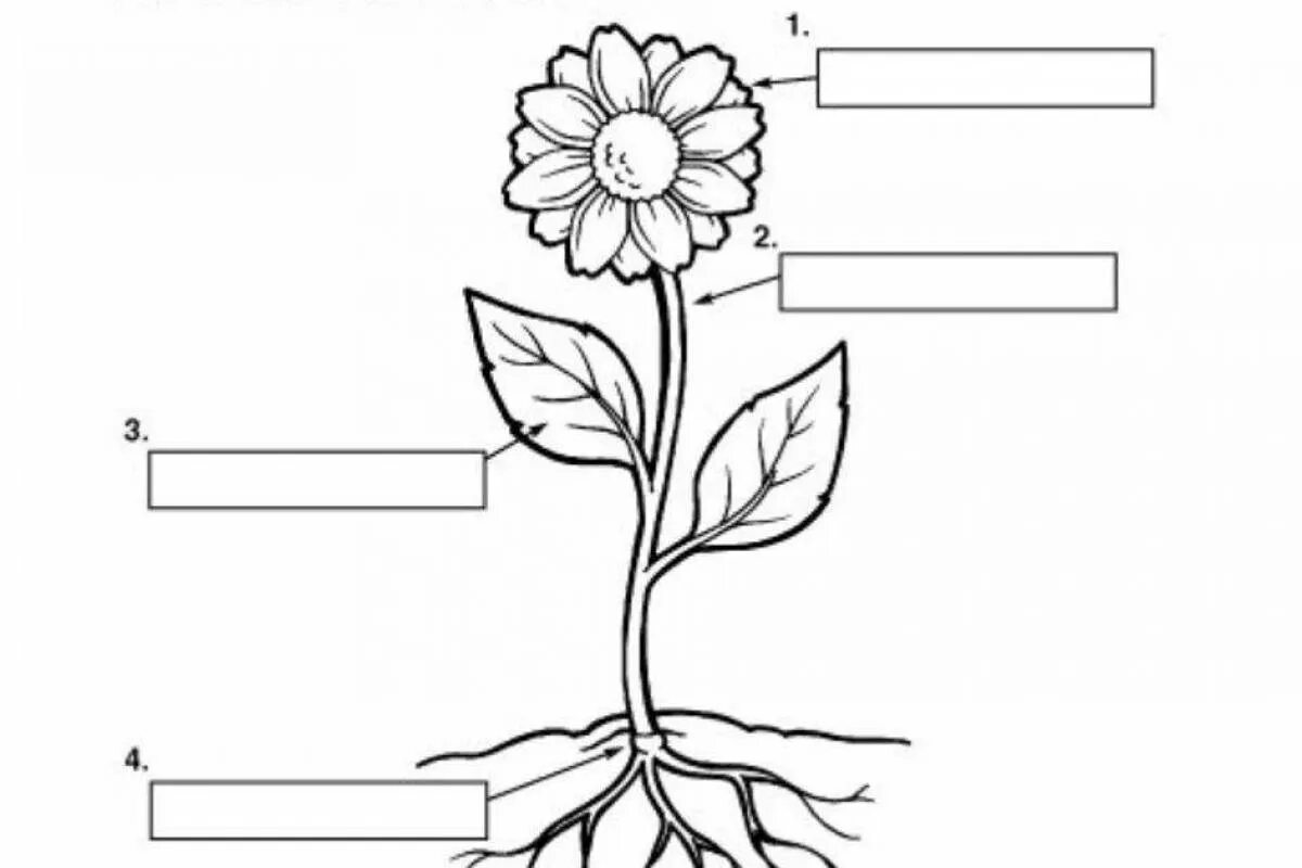Стебель рисунок задание. Строение растения. Части цветкового растения. Части растений для дошкольников. Задания по теме стебель.