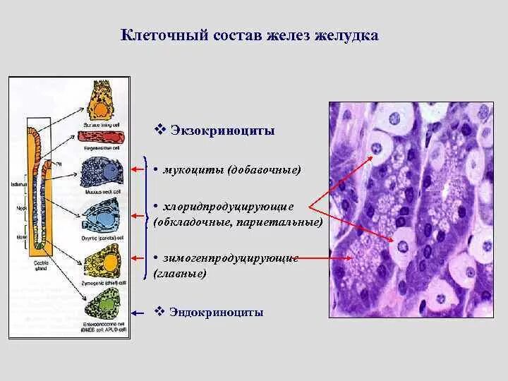 Клеточный состав фундальных желез желудка. Клетки железы желудка гистология. Клетки собственных желез желудка гистология. Главные экзокриноциты желез желудка секретируют. Слизистые клетки вырабатывают