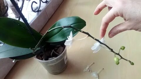 Как начинает цвести орхидея