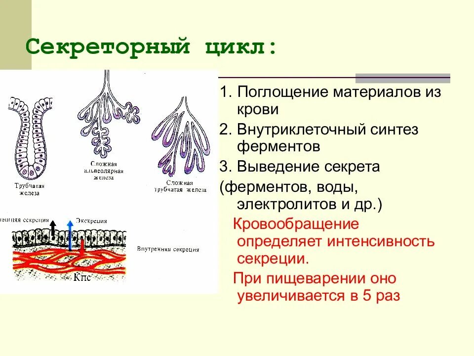 Фазы секреторного цикла железистой клетки. Секреторный цикл схема. фазы секреторного процесса. секреторный цикл, его фазы. этапы секреторного цикла физиология.