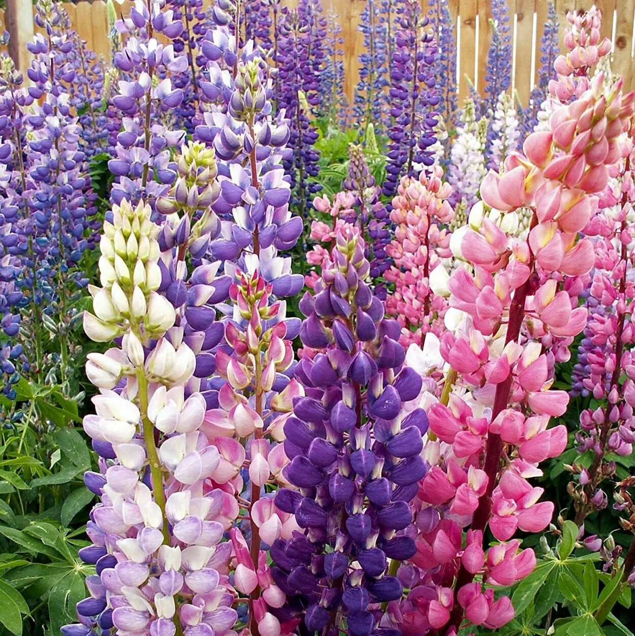 Люпин многолистный Lupinus polyphyllus. Люпин Руссель многолетний. Люпин многолистный Рассела. Люпин многолистный микс