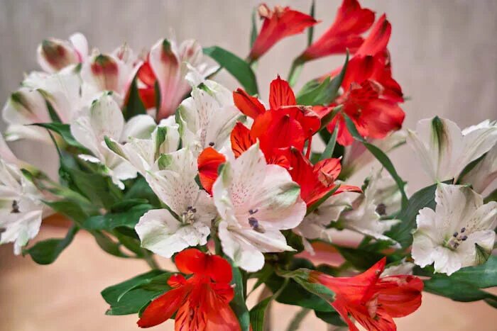 вазы с гипсофилами разноцветными. цветы альстромерии букет. маленькие цветы долго стоят как называется. маленькие цветы долго стоят как называется. альстромерия фунза.