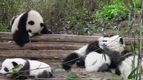 Panda fall