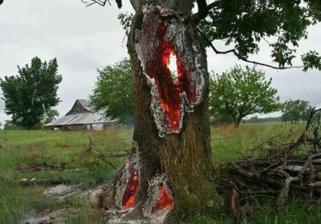 Попадание молнии в дерево