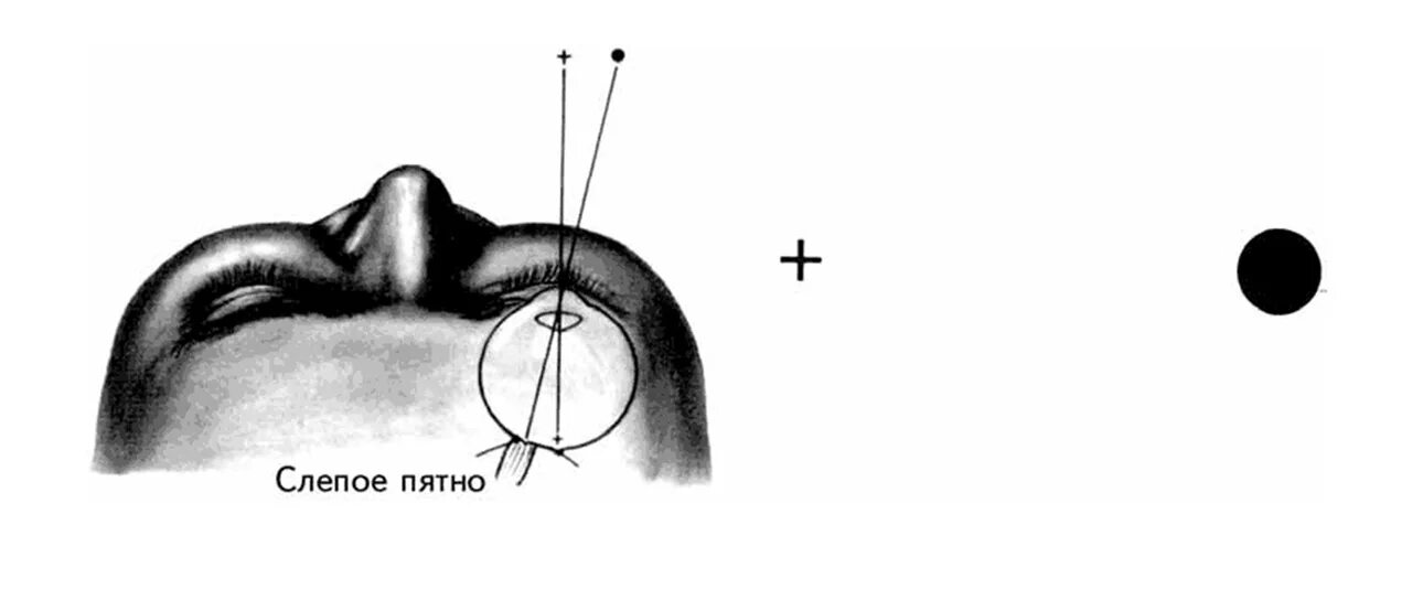 Зона глаз. Слепое пятно Мариотта. Слепая зона глаза человека. Опыт Мариотта слепое пятно. Обнаружение слепого пятна опыт Мариотта.