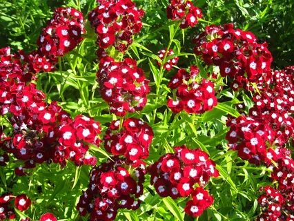 Семена неприхотливых многолетних цветов