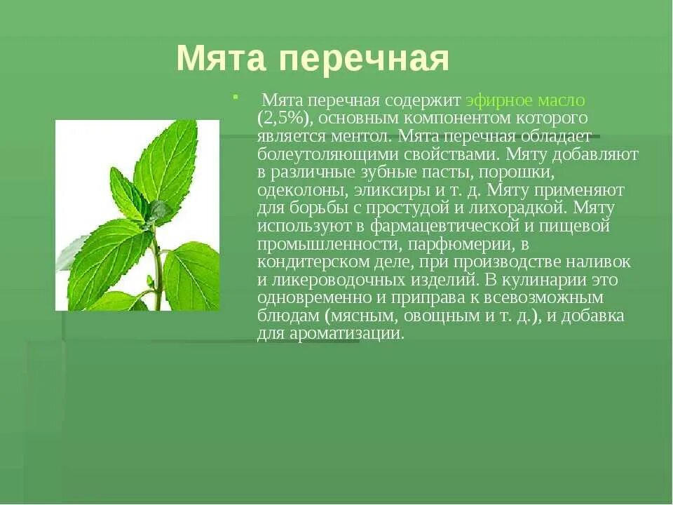 Лекарственные травы мята перечная. Мята перечная лекарственное растение. Описание растения мяты. Мята доклад. Мяте 1 текст