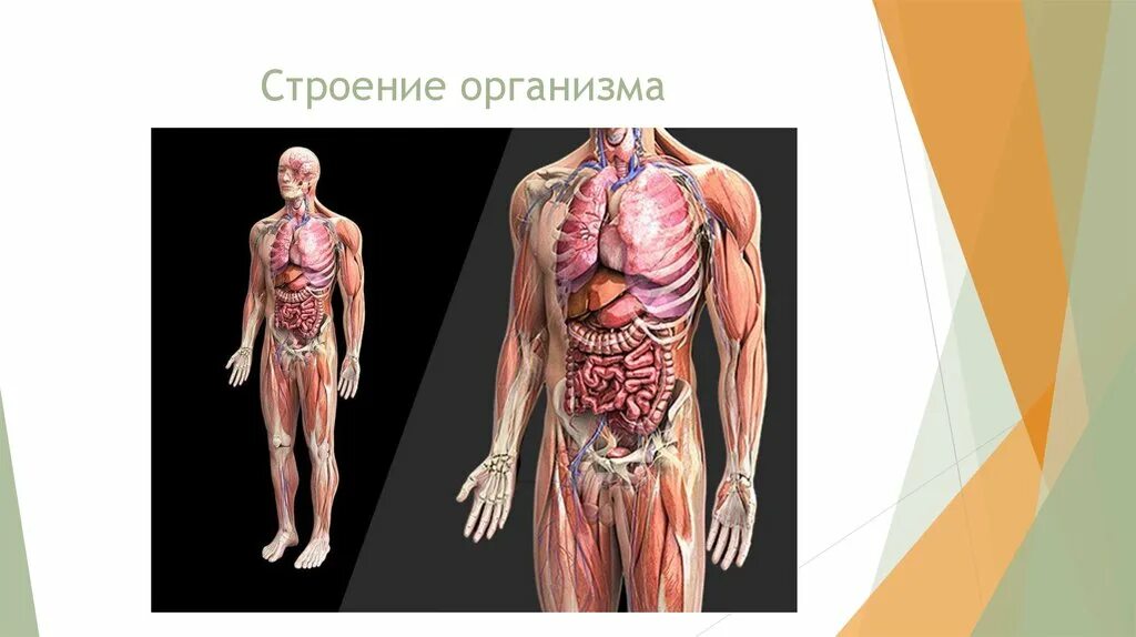 Биология строение тела человека