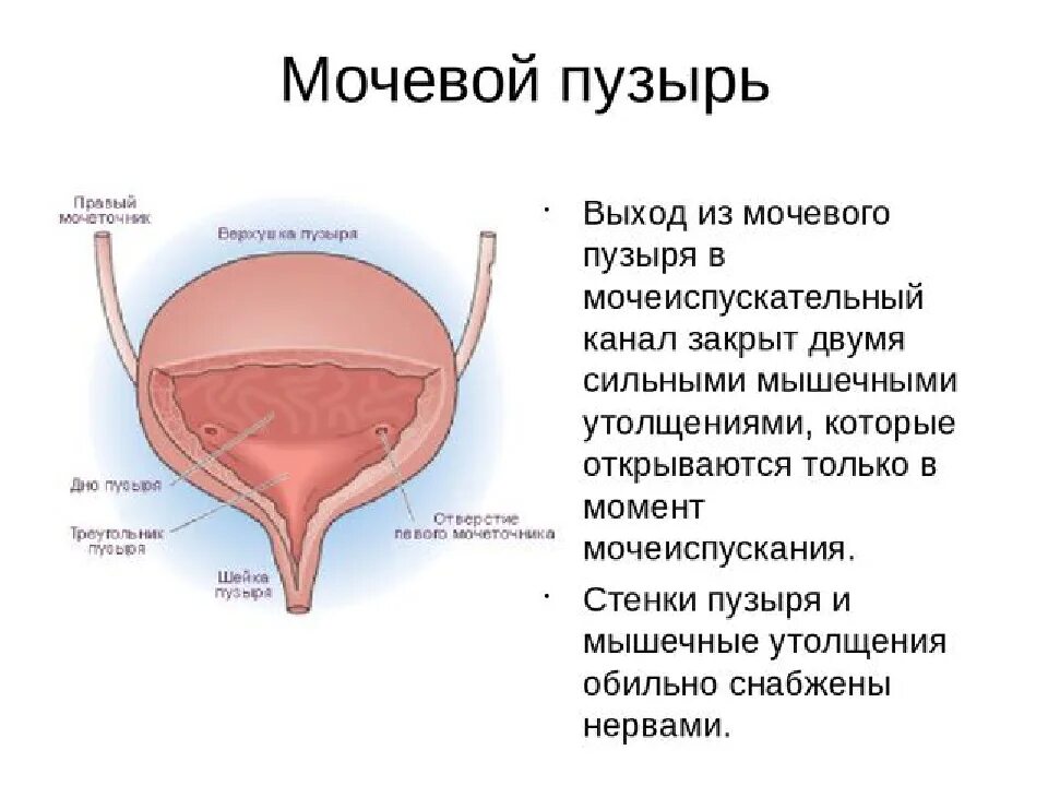 Строение мочевого пузыря мочеиспускательного канала. Строение мочевого пузыря 8 класс биология. Мочевой пузырь анатомия расположение. Строение мочевого пузыря и мочеиспускательного канала. Строение мочевого пузыря у женщин.