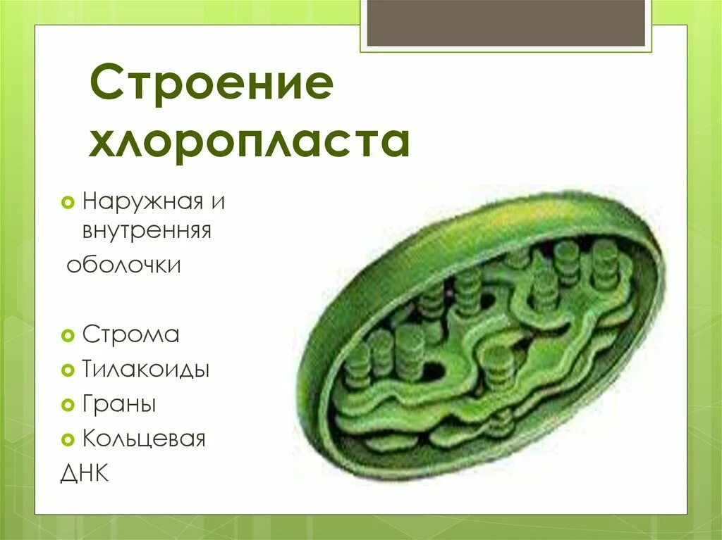 Хлоропласты особенности строения