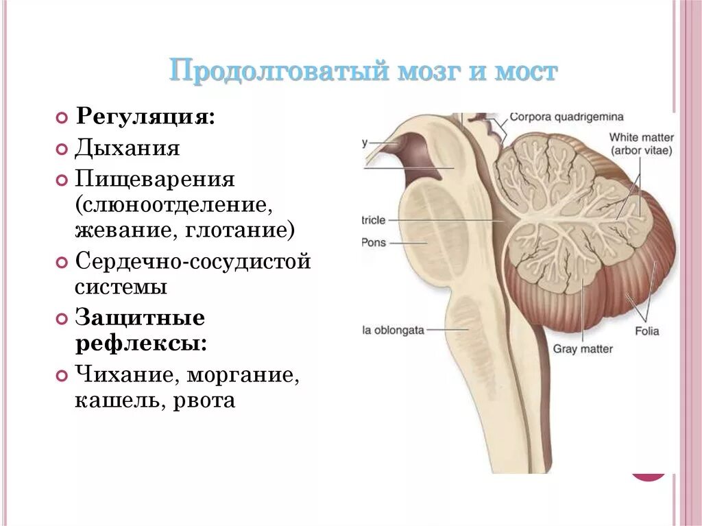 Продолговатый отдел мозга строение. Перекрест петли продолговатый мозг. Варолиев мост анатомия. Продолговатый мозг мост и мозжечок. Рефлекторные центры продолговатого мозга.