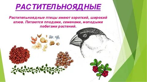 Особенности питания птиц
