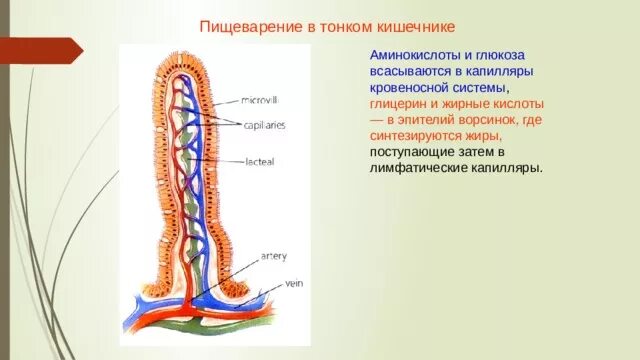 Что всасывают ворсинки тонкого кишечника. В кровеносные капилляры сосуды ворсинок всасываются. Капилляр кишечной ворсинки. Какие вещества всасываются через ворсинки тонкого кишечника