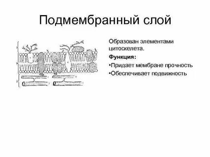 Под мембранный