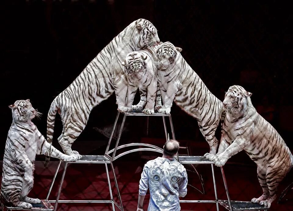цирк представление тигры