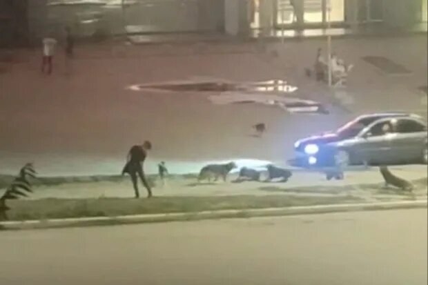 Нападение собак Армения. В Оренбурге на Волгоградской 42 напали собаки. Происшествия Камышин сегодня. Нападение в волгограде
