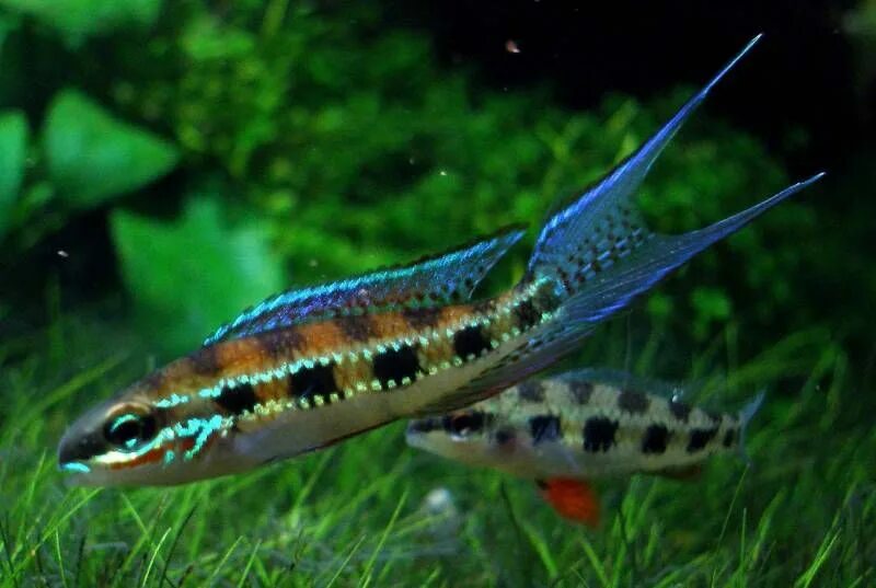 Сиамская касатка. Dicrossus filamentosus. Креникара лирохвостая. Сальвини рыбка аквариумная. Креникара рыбка аквариумная.