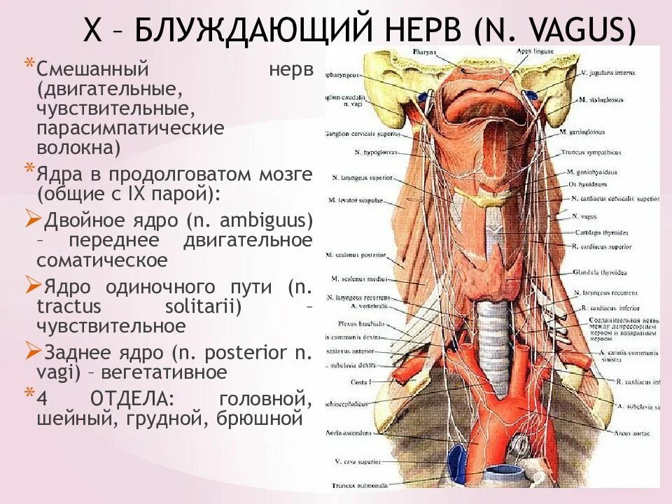 Левый блуждающий нерв. Топография блуждающие нерв. Топография блуждающих нервов схема. Топографическая анатомия блуждающих нервов. Блуждающий нерв анатомия топография.