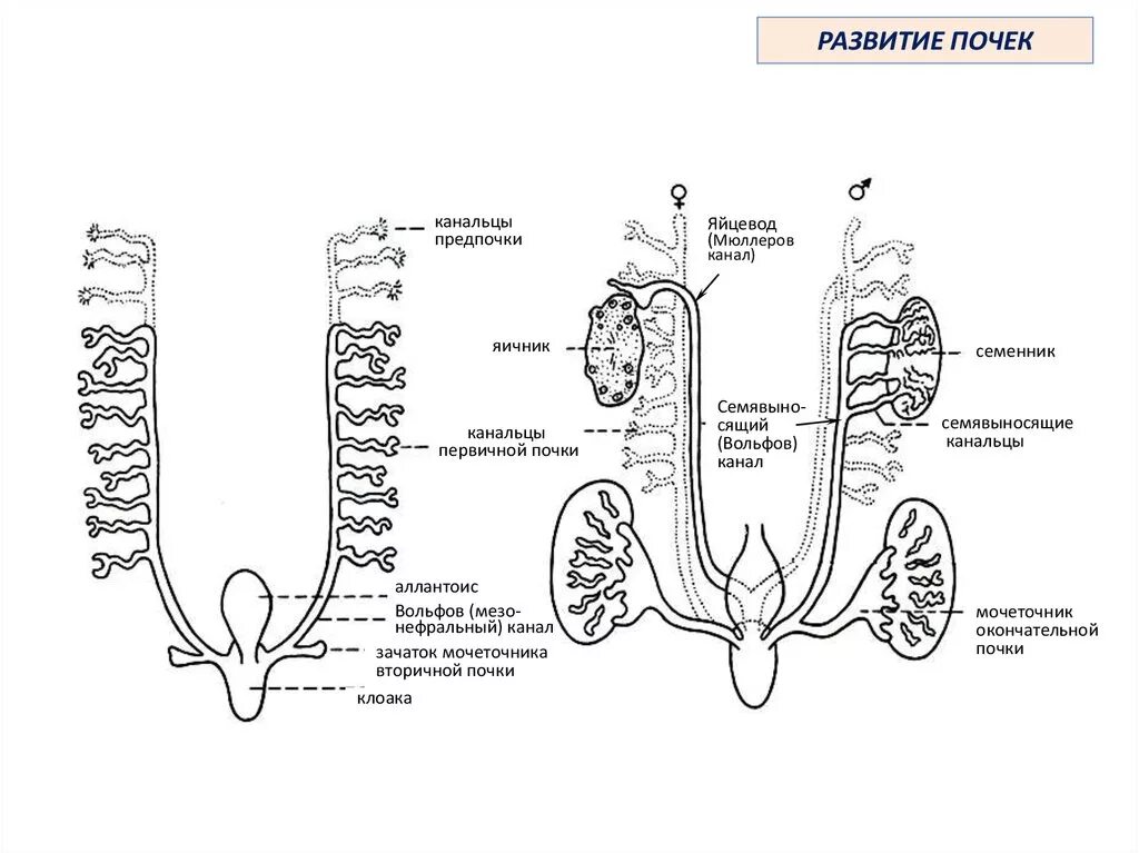 Эмбриогенез мочеполовой системы схема. Эмбриональное развитие почки гистология. Схема развития мочевой системы. Развитие предпочки первичной и окончательной почки.