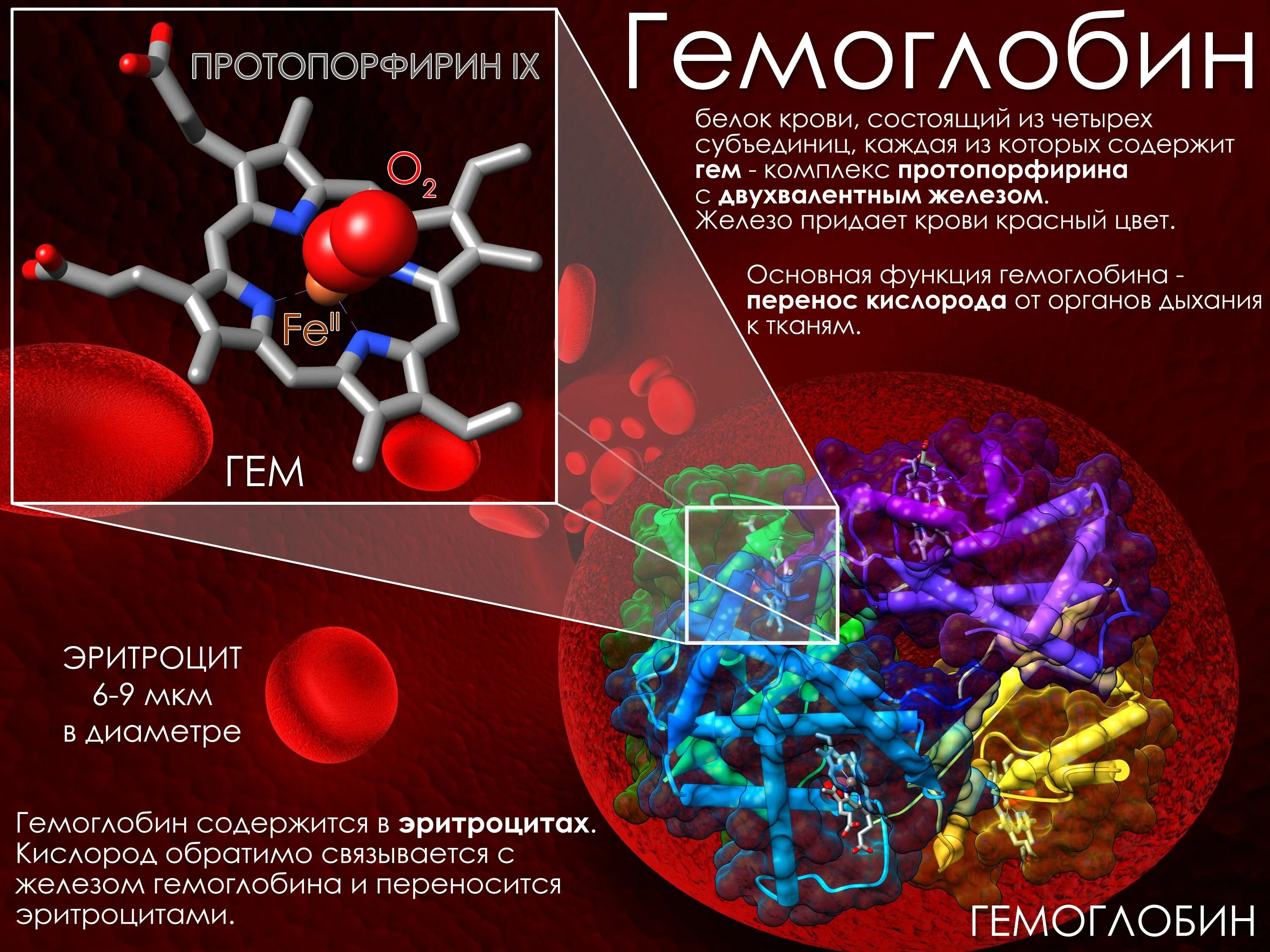 Какое железо в гемоглобине