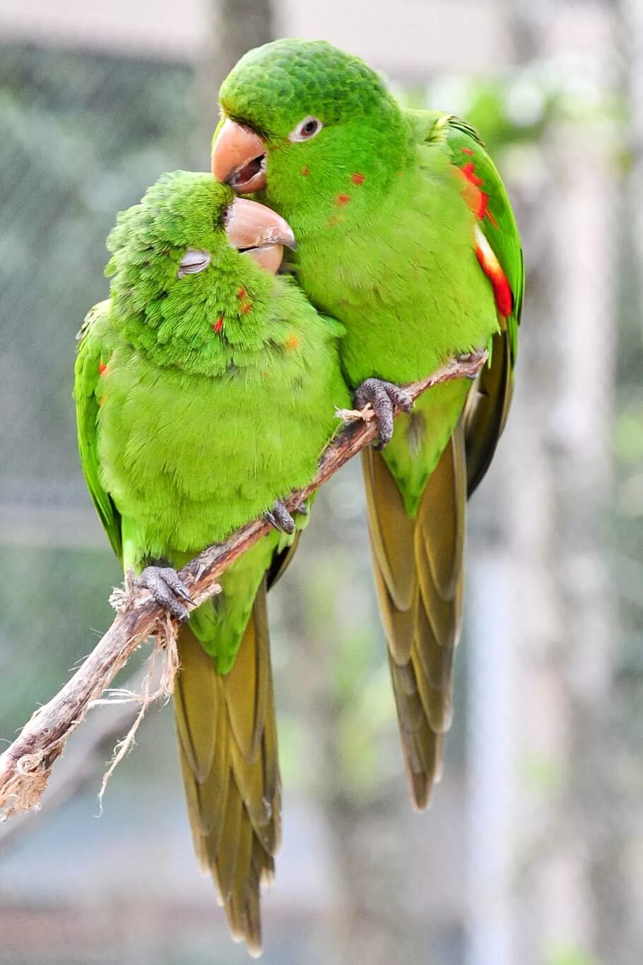 Неразлучники попугаи бирюзовые. Попугаи неразлучники оранжевый. Изумрудные неразлучники. Попугай неразлучник розовощекий. Попугайчики неразлучники.