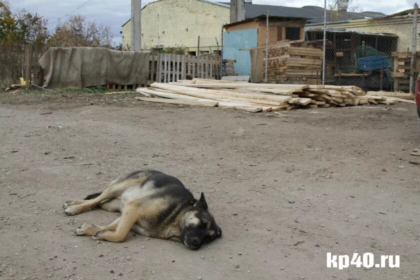 Сторожа калуга. Отлов бродячих собак Калуга. Калуга бродячие собаки. Уличные собаки. Отлов безнадзорных собак.