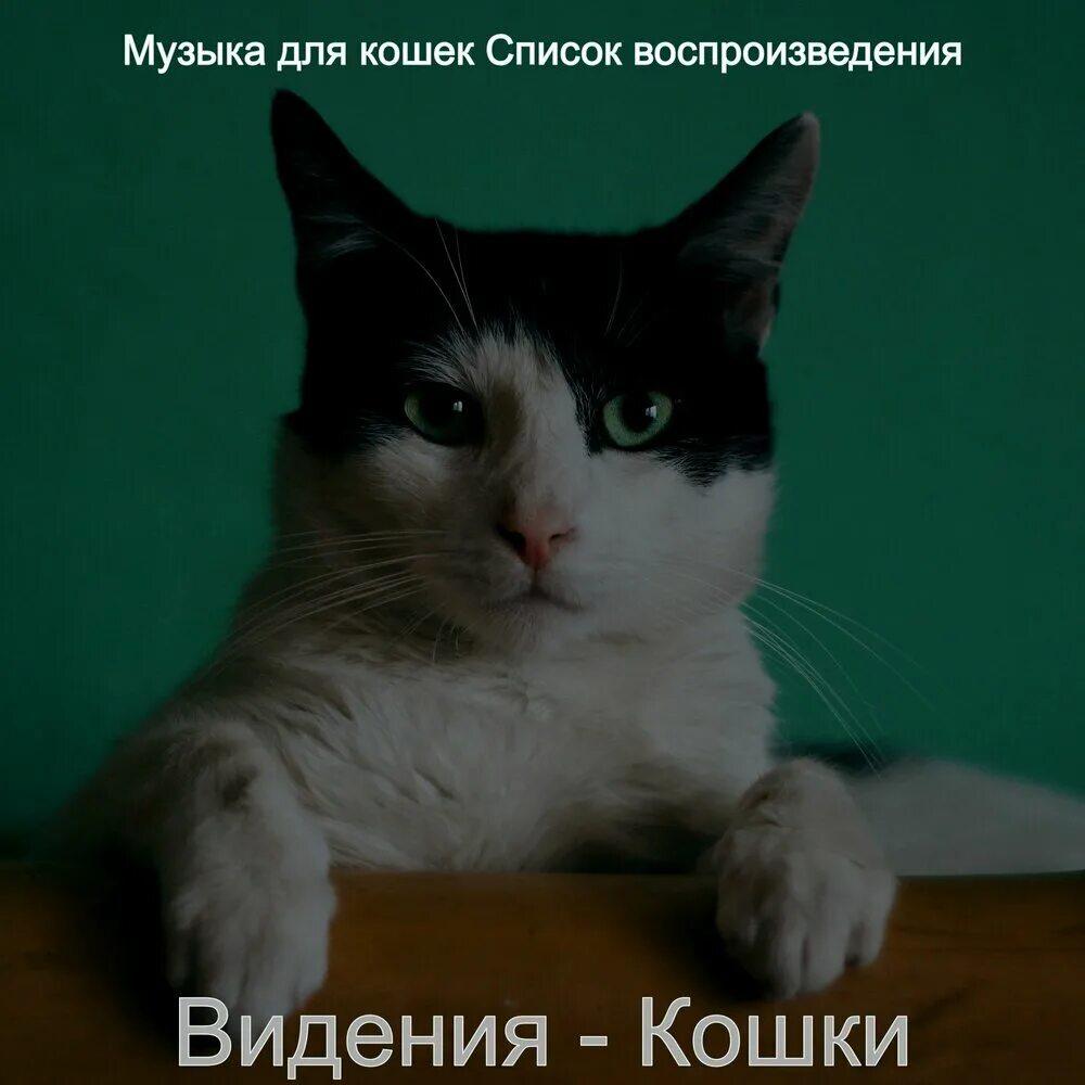 Милый музыкальный котик. Музыка для кошек слушать на кошачьем языке. Песни про кошек. Кошачья музыка для кошки слушать. Кошачья музыка для кошки слушать.