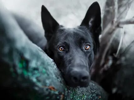 Собака с черным лицом