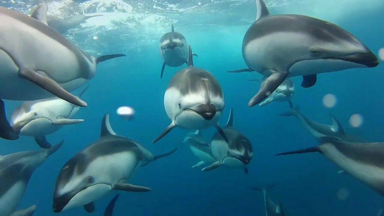 Видео про дельфинов для детей. Дельфинотерапия для детей. Дельфины для детей. Дельфин-афалина. Дельфинарий в пунта кане.