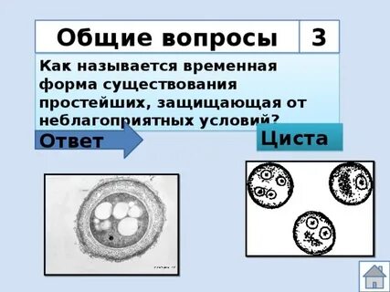 Цист в биологии
