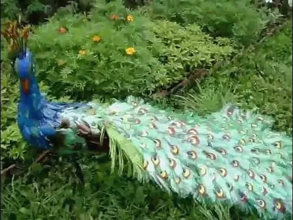 Как делают павлины
