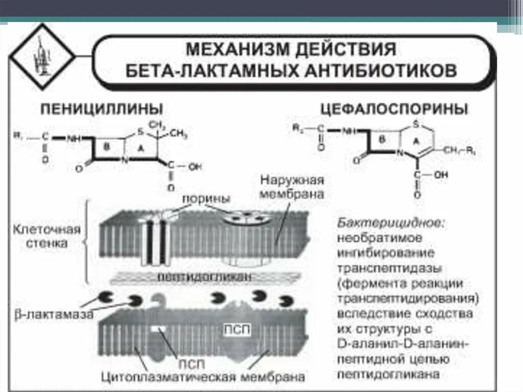 Механизм пенициллинов