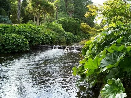 Rivers plants