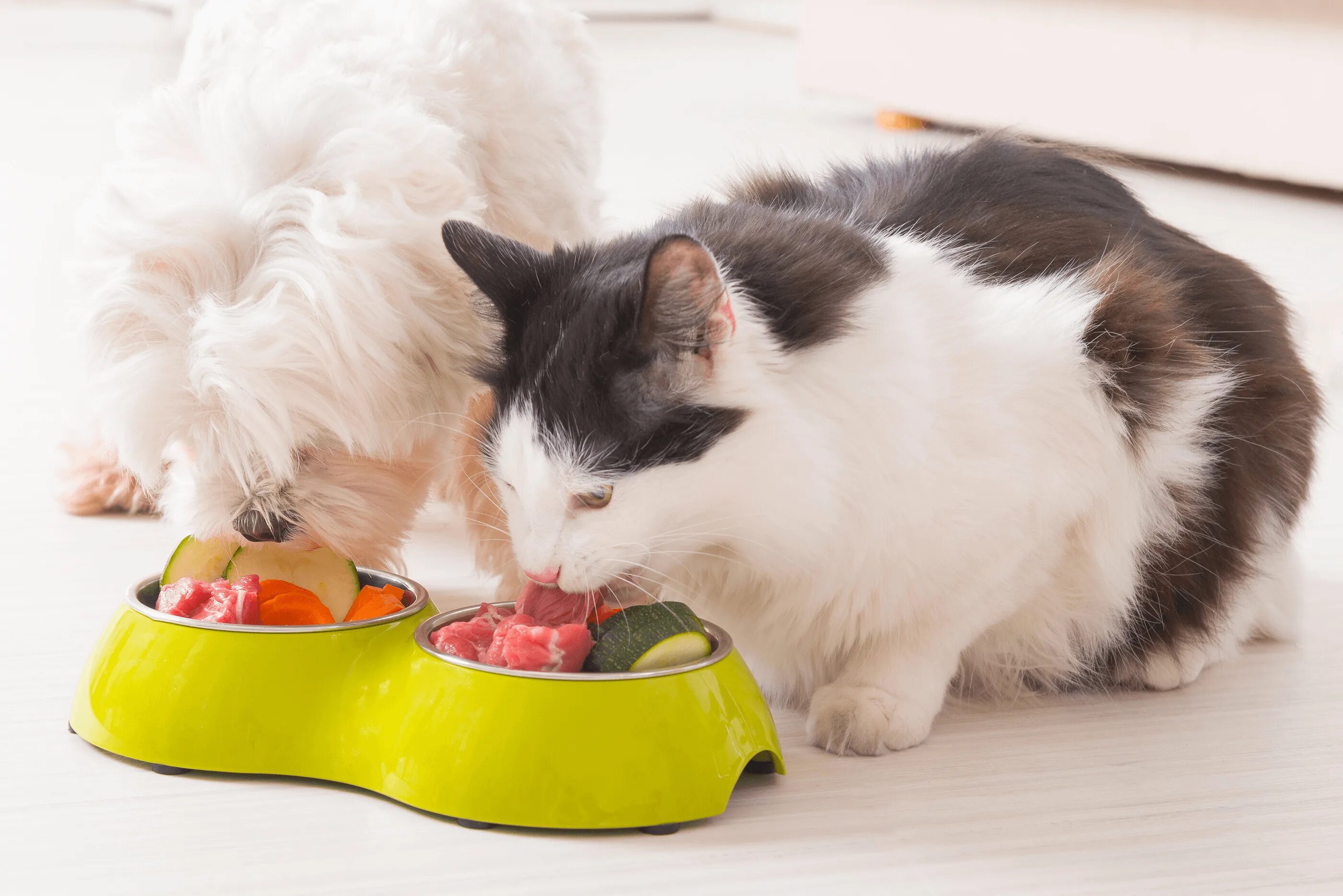 Еда для кошек. Животные и корм. Питание котов. Натуральная еда для кошек.