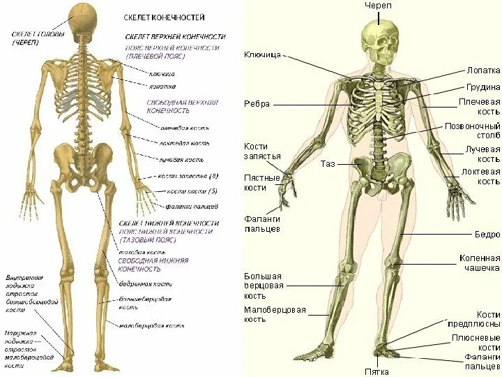Опорно двигательный аппарат костная система. Опорно-двигательная система человека скелет схема. Скелет опорно двигательная система скелет. Опорно-двигательный аппарат названия костей. Почему костю назвали костей